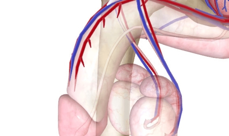 Slikta asins piegāde dzimumloceklim
